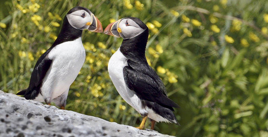 Couple de macareux de Longue-Pointe-de-Mingan