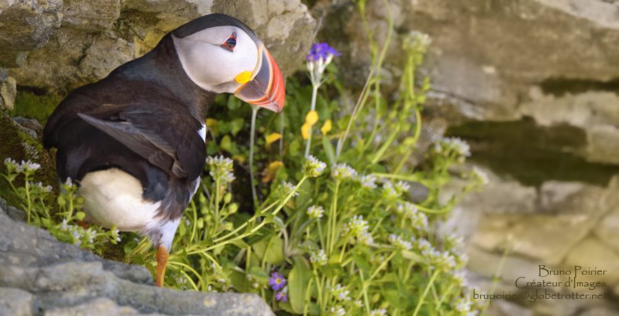 Macareux sur l'ile aux Perroquets dans l'Archipel-de-Mingan